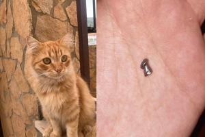 Sparano al micio da vicino: "Vergognatevi"