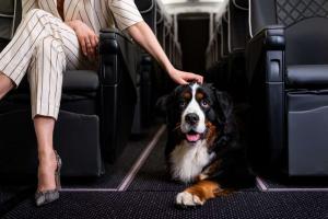 Animali in cabina, cambiano le regole dei voli