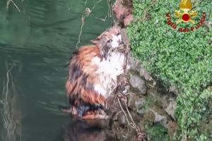 Non vuole andare dal veterinario e si lancia nel fiume