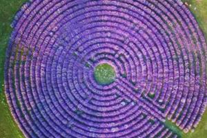 E' il  labirinto viola più grande d'Italia