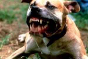 "Aggredisce tutti, fermate quel cane"