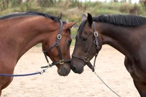 Cavalli: l'83% degli italiani sceglie di non mangiarli