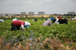 Nei campi, solo braccianti clandestini non in regola