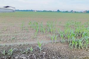 Il bruco tagliatore si mangia il mais