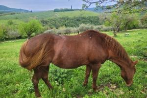 Sparisce la cavalla, non è il primo caso