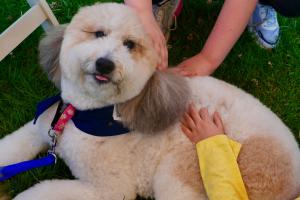 Ansia d'esame? Arriva la pet therapy