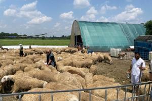 La grande strage di agnelli: 800 sgozzati