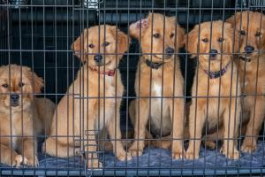 Canile, il Comune conferma le risorse