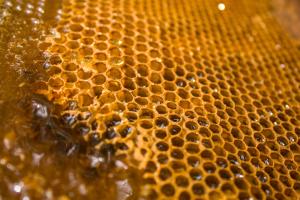 Miele delle Dolomiti: ora è eccellenza nazionale