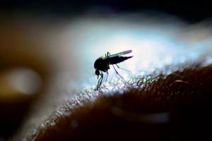 Pastiglie anti zanzare, al via la distribuzione gratuita