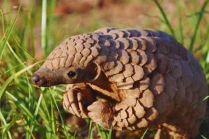 L'animale esotico preferito dai bracconieri