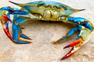 "E ora chiedono persino soldi ai pescatori"