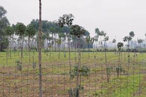 “Alberi in pianura”, sì del Comune