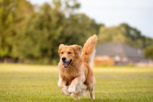 Animali domestici e condominio, come fare?