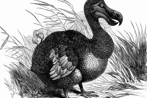 Il dodo potrebbe tornare