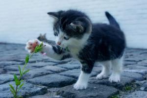 Convivere con un gatto