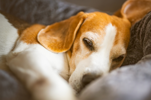 Tar ferma la sperimentazione sui beagles