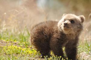 Pelle di orso nel parco giochi