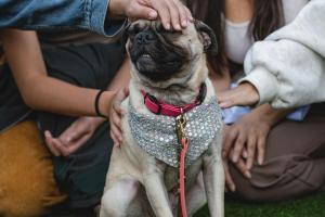 Cani ed estranei: farli socializzare