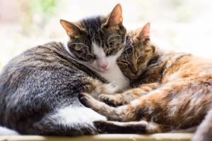 Perché i gatti si arrampicano?