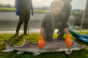 E' tornato lo storione beluga!