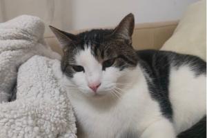 Ladri in casa, scappa il gatto