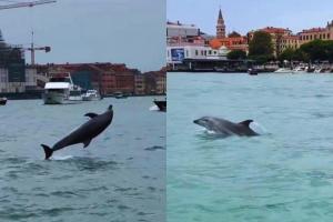 Il delfino Mimmo accompagnato a mare dalle barche