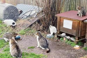 L’oasi felina ora cerca un gestore