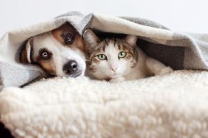 Parlargli? Un gesto naturale