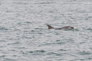 Il delfino "Mimmo" era ferito, ora è salvo