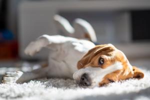 Precipita il cane, condanna a 5mila euro