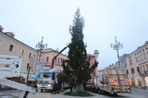 Il grande albero domina la piazza