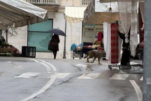 Incredibile: un lupo tra le bancarelle del mercato