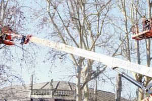 Alberi, ecco il piano del rischio