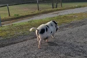 Grosso maiale a “spasso” sull’argine