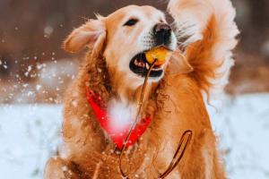 Natale in sicurezza per cani e gatti