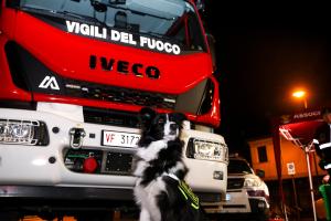 Cani che salvano vite