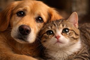 Cresce abbandono animali