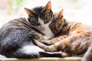 Arriva l'attesa fiera a quattro zampe