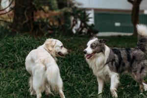 La voce che muove i cani