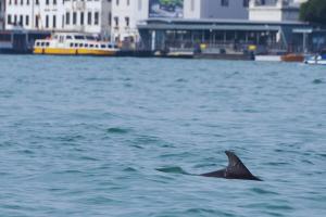 Mimmo, il delfino: parte il monitoraggio