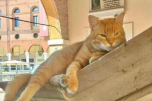 Dalla Bosnia alle nostre piazze: il micio ribelle divenuto star social