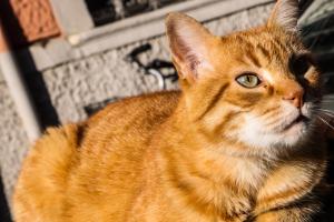 Il micione Rossini investito e ucciso