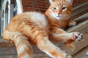 Addio Rossini, “eri il simbolo della città”