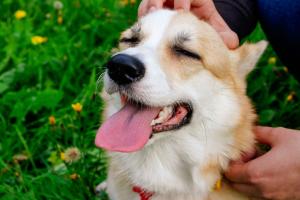 Ecco cosa succede quando urli al cane
