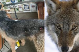 Segugi aggrediti e feriti da sette lupi