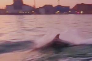 Il delfino saluta Venezia all’alba