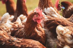 Allerta aviaria, rischio alto