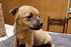 I ladri rubano anche il cane