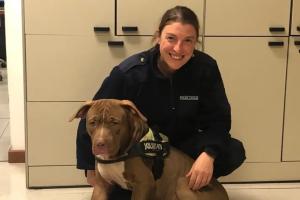 Pitbull scappa e semina il panico